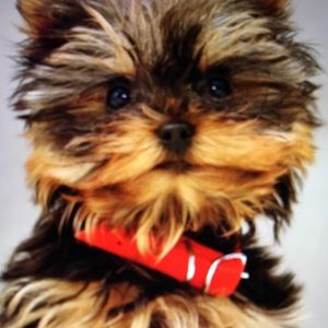 Meet your Posher, Melissa